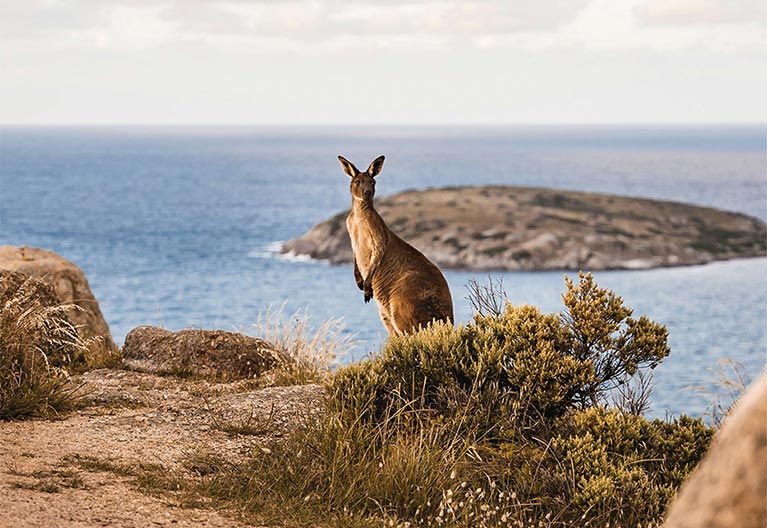 Kangaroo on the Australian coast looking at the camera.